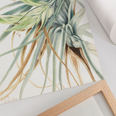 Umetniški tisk na platno Divji ananas (Tillandsia fasciculata) (1921) avtorice Mary Vaux Walcott