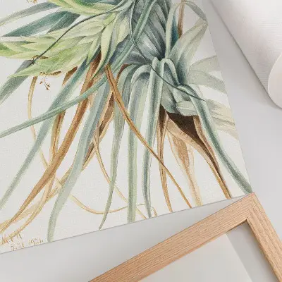 Umetniški tisk na platno Divji ananas (Tillandsia fasciculata) avtorice Mary Vaux Walcott iz leta 1921