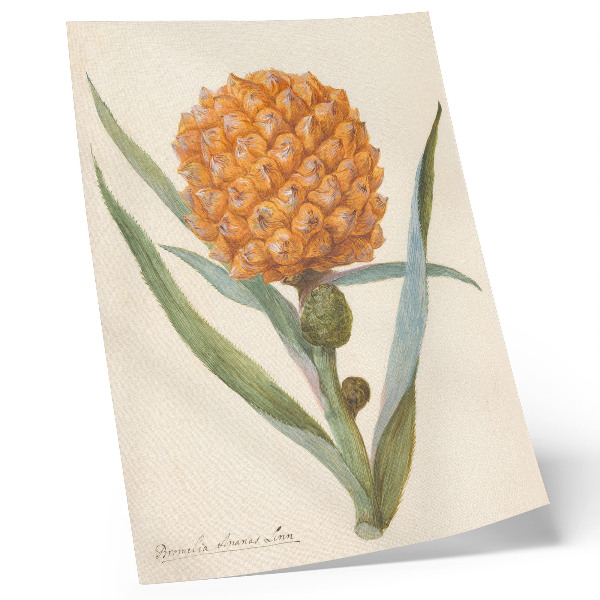 Plakat Bromelia ananas linn (ok. 1700 - ok. 1749) dela anonimnega umetnika