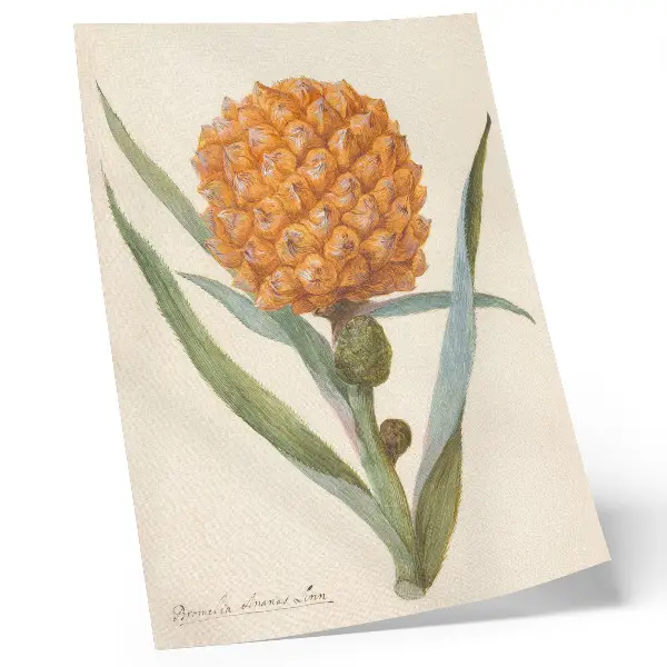 Plakat bromelija ananas linn (ok. 1700 - ok. 1749) dela anonimnega umetnika