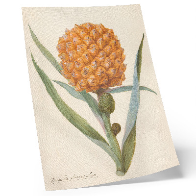 Plakat Bromelia ananas linn (ok. 1700 - ok. 1749) dela anonimnega umetnika