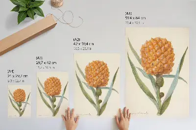Plakat bromelija ananas linn (ok. 1700 - ok. 1749) dela anonimnega umetnika