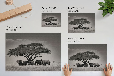 Plakat Sloni pod drevesom v afriški savani