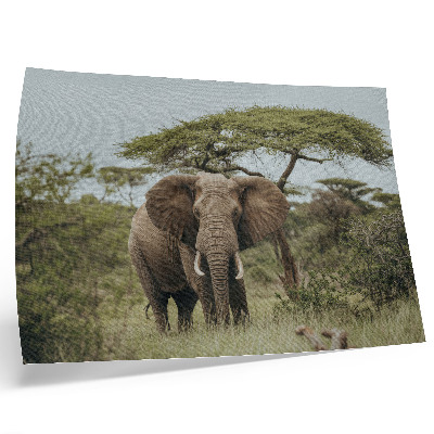 Plakat s teksturo platna Slon na ozadju zelene savane