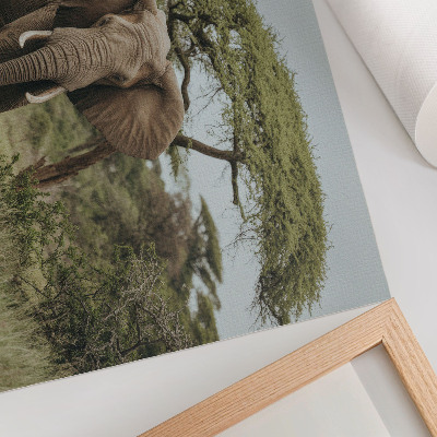 Plakat s teksturo platna Slon na ozadju zelene savane