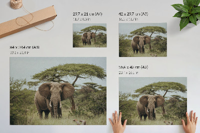 Plakat s teksturo platna Slon na ozadju zelene savane