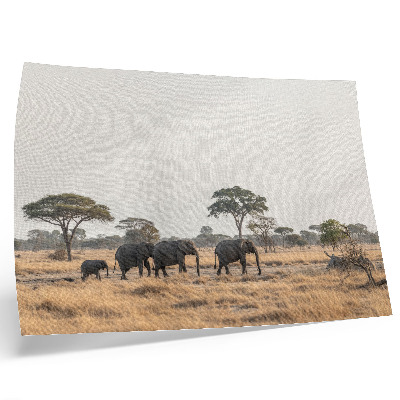 Plakat s teksturo platna Sloni na afriški savani med drevesi