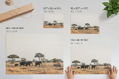 Plakat s teksturo platna Sloni na afriški savani med drevesi