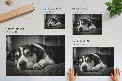 Plakat na platnu Čudovit pes spi na blazini