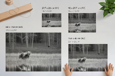 Plakat s teksturo platna Črno-belo vzdušje Medveda ob vodi