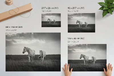 Plakat Beli konji na travniku v odtenkih sive