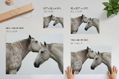 Plakat s teksturo platna Dva konja v harmoniji sive in bele
