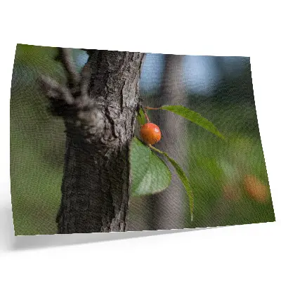 Plakat s teksturo platna oranžno sadje z zelenimi listi in rjavim lubjem