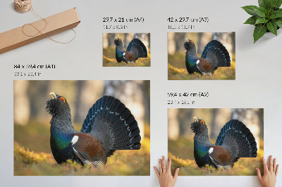 Plakat Čudovita ptica v gozdu, razprostrt rep, barva
