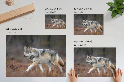 Plakat na platnu Volk v gibanju divja pokrajina narava