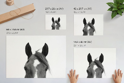 Plakat s teksturo platna Črno-bela fotografija konjske elegance