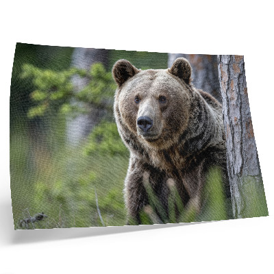 Plakat Medved v gozdu, polnem naravnega šarma