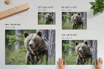 Plakat Medved v gozdu, polnem naravnega šarma