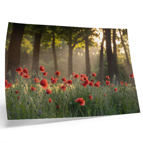 Plakat Rdeči maki zeleni gozd sončni žarki