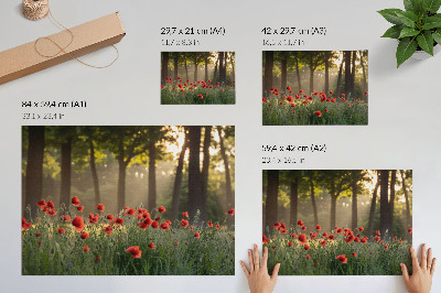 Plakat Rdeči maki zeleni gozd sončni žarki