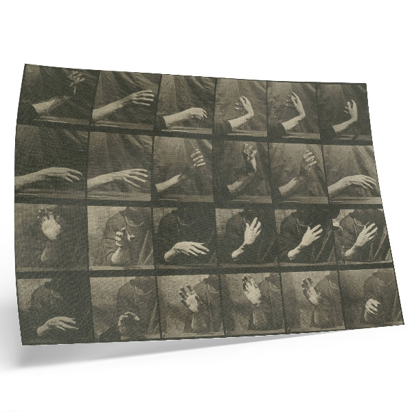 Plakat na platnu Gibanje živali, plošča 535 (1887), avtor Eadweard Muybridge