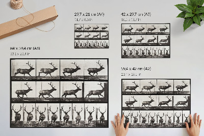 Plakat s teksturo platna Plošča z živalskim gibanjem št. 695 (1887), fotografija Eadwearda Muybridgea