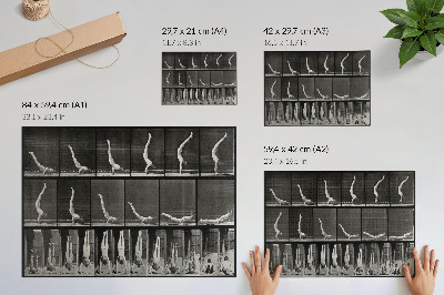 Plakat na platnu Moški stoji na rokah iz ležečega položaja na hrbtu. Fototip po Eadweardu Muybridgeu, 1887.