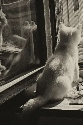 Notranje okensko senčilo Mačke v oknu