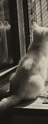 Notranje okensko senčilo Mačke v oknu
