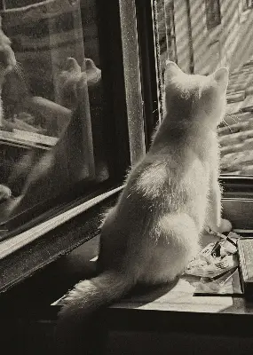 Notranje okensko senčilo Mačke v oknu