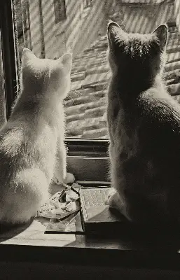 Notranje okensko senčilo Mačke v oknu