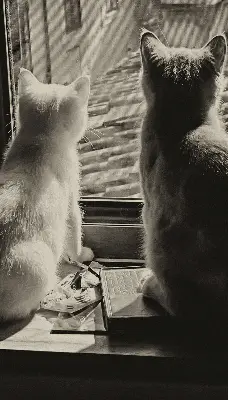 Notranje okensko senčilo Mačke v oknu