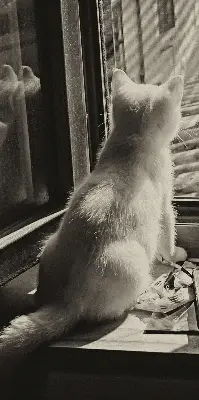 Notranje okensko senčilo Mačke v oknu