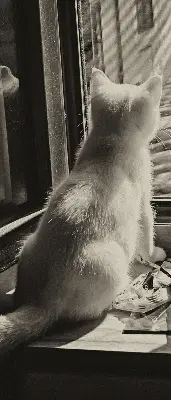 Notranje okensko senčilo Mačke v oknu