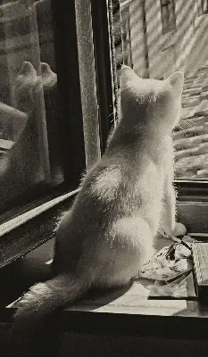 Notranje okensko senčilo Mačke v oknu