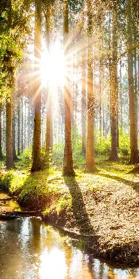 Notranje senčilo za okno Sonce, ki sije skozi drevesa