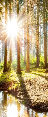 Notranje senčilo za okno Sonce, ki sije skozi drevesa