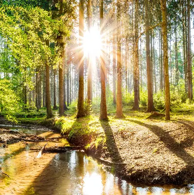 Notranje senčilo za okno Sonce, ki sije skozi drevesa