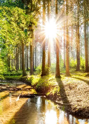 Notranje senčilo za okno Sonce, ki sije skozi drevesa