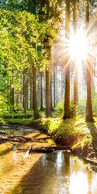 Notranje senčilo za okno Sonce, ki sije skozi drevesa