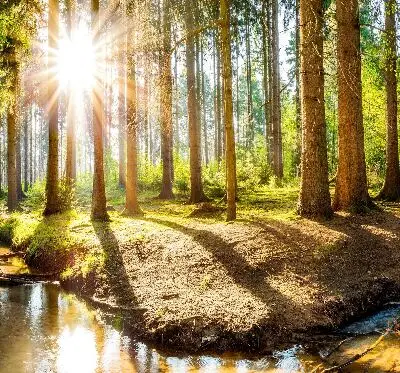 Notranje senčilo za okno Sonce, ki sije skozi drevesa