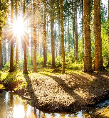 Notranje senčilo za okno Sonce, ki sije skozi drevesa