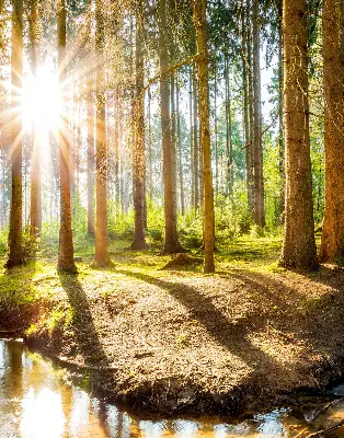 Notranje senčilo za okno Sonce, ki sije skozi drevesa