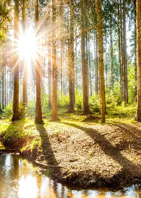 Notranje senčilo za okno Sonce, ki sije skozi drevesa