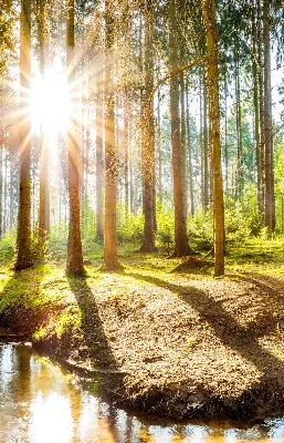 Notranje senčilo za okno Sonce, ki sije skozi drevesa