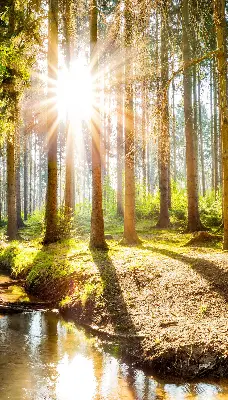 Notranje senčilo za okno Sonce, ki sije skozi drevesa
