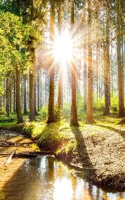 Notranje senčilo za okno Sonce, ki sije skozi drevesa