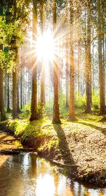 Notranje senčilo za okno Sonce, ki sije skozi drevesa