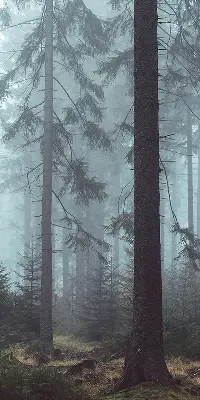 Tekstilno senčilo Gozd ponoči