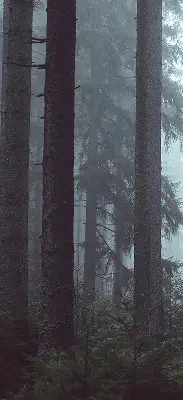 Tekstilno senčilo Gozd ponoči
